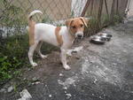 Daisy - Mixed Breed Dog