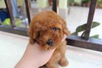 Super Red Toy Poodle Puppies - Poodle Dog