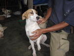 Yoyo - Jack Russell Terrier Mix Dog