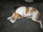 Yoyo - Jack Russell Terrier Mix Dog