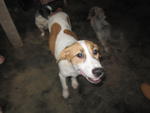 Yoyo - Jack Russell Terrier Mix Dog