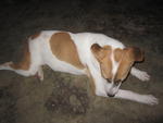 Yoyo - Jack Russell Terrier Mix Dog