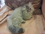 (Dordoone) Pure Persian Semi-flat - Persian Cat