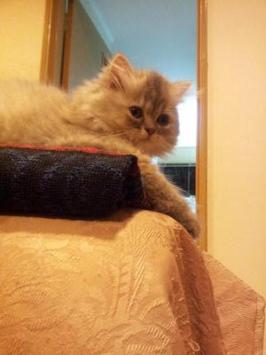 (Dordoone) Pure Persian Semi-flat - Persian Cat