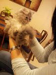 (Dordoone) Pure Persian Semi-flat - Persian Cat