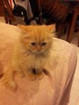 (Golpari) Pure Persian Semi-flat - Persian Cat