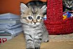 Baby Chia - American Wirehair + Exotic Shorthair Cat