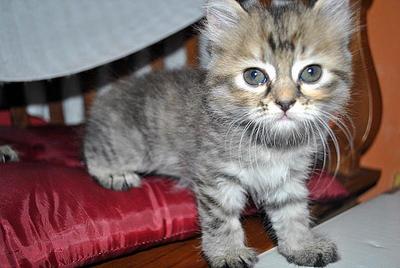 Baby Chia - American Wirehair + Exotic Shorthair Cat