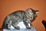 Baby Chia - American Wirehair + Exotic Shorthair Cat