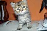 Baby Chia - American Wirehair + Exotic Shorthair Cat