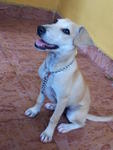 Coco - Mixed Breed Dog