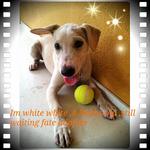 White White  - Mixed Breed Dog