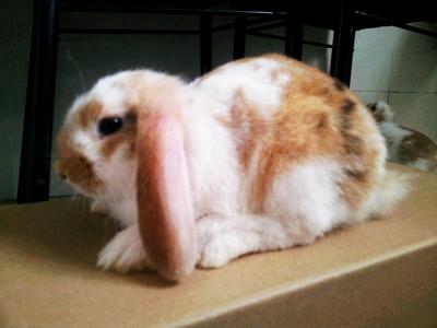 Helios Holland Lop - Holland Lop Rabbit