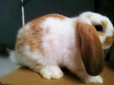 Hime Holland Lop - Holland Lop Rabbit