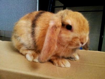 Huriken Holland Lop - Holland Lop Rabbit