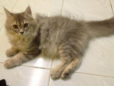 Mix Mainecoon Kittens - Maine Coon + Domestic Long Hair Cat