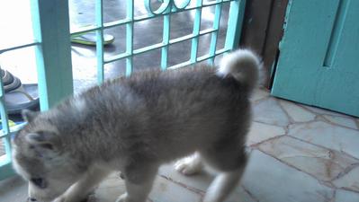 Siberian Husky - Siberian Husky Dog