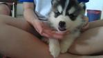 Siberian Husky - Siberian Husky Dog