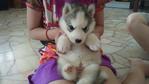 Siberian Husky - Siberian Husky Dog