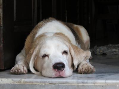 Popeye - Beagle Dog