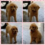 Miki - Poodle Dog