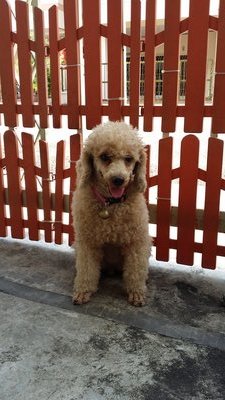 Miki - Poodle Dog