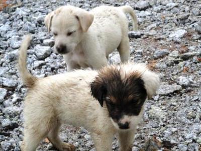 Snoopy, Winny, Colly And Bobby - Mixed Breed Dog