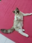 Kula (Delute Calico Dmh) - Domestic Medium Hair + Birman Cat