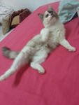 Kula (Delute Calico Dmh) - Domestic Medium Hair + Birman Cat