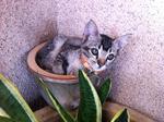 Herbie Sleep In The Flower Pot