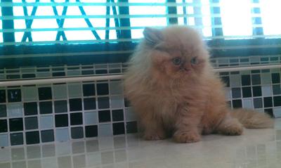 Oren - Persian Cat