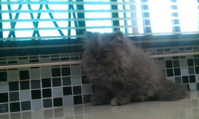 Kelabu - Persian Cat