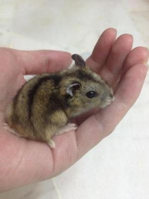 Hamster - Common Hamster + Short Dwarf Hamster Hamster