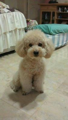 Buddy - Poodle Dog