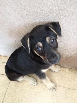 Win Win Mongrel Puppy Male - Mixed Breed Dog