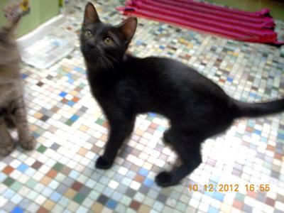 Black - Domestic Short Hair Cat