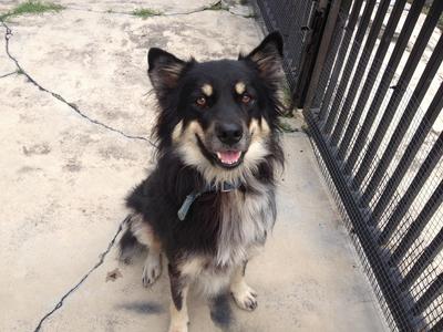 Buster - Border Collie Mix Dog