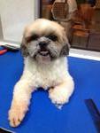 Female shih tzu