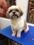 Ah Bee - Shih Tzu Dog