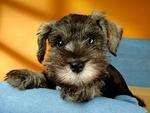 Pure White Schnauzer / Black N Grey - Schnauzer Dog