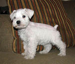 Pure White Schnauzer / Black N Grey - Schnauzer Dog