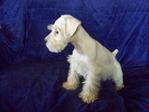 Pure White Schnauzer / Black N Grey - Schnauzer Dog