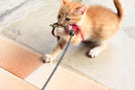 Yoshi playing with feather (6 wks)