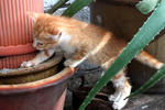 Yoshi exploring in the plant pots