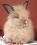 Lion Head Baby Rabbits - Lionhead + Angora Rabbit Rabbit