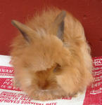 Lion Head Baby Rabbits - Lionhead + Angora Rabbit Rabbit