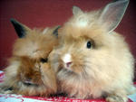 Lion Head Baby Rabbits - Lionhead + Angora Rabbit Rabbit