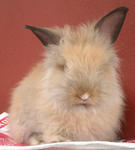 Lion Head Baby Rabbits - Lionhead + Angora Rabbit Rabbit