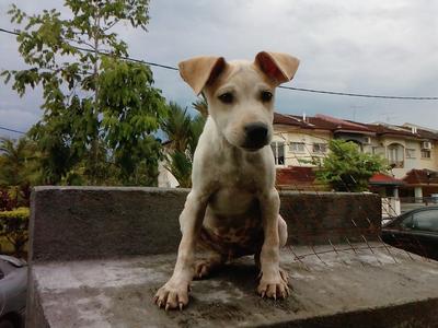 Gorgor, Cheche, Didi - Mixed Breed Dog