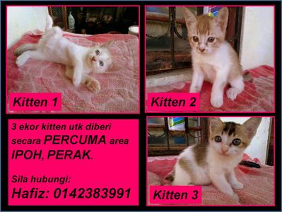 Kucing Ipoh Diberi Percuma - Domestic Short Hair + Siamese Cat